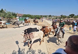La manada durante el paso por la zona de campo