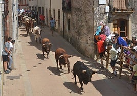 La manada entrando en la parte final del recorrido