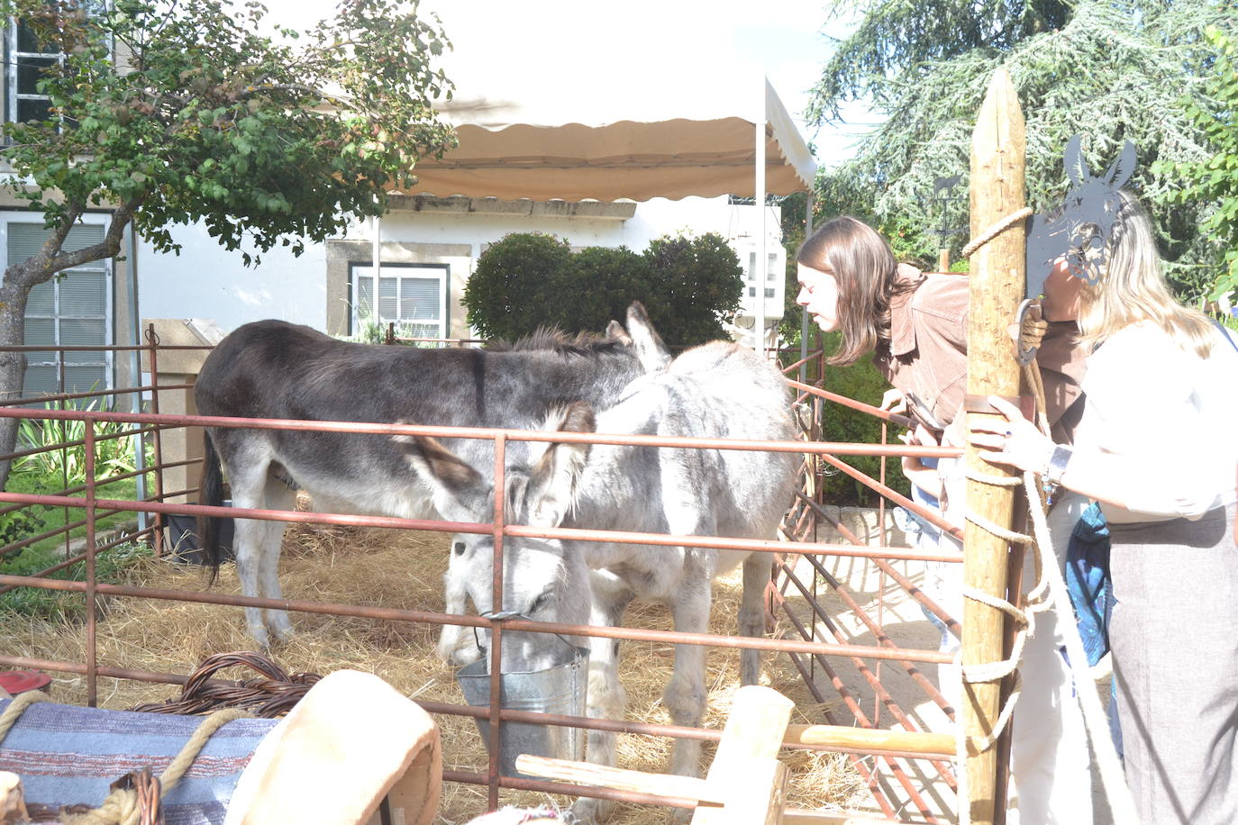 El ondear de las banderas marca el inicio de la recreación del cerco francés a Almeida