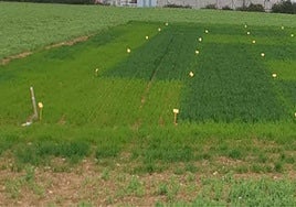 Imagen de un ensayo con la tecnología AZO-N en trigo realizado en la Universidad Pública de Navarra.