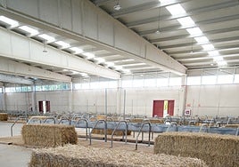 Nave ganadera en la feria, donde se esperan un millar de ejemplares de vacuno.