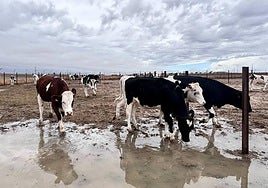 Vacas de leche tras unas lluvias.