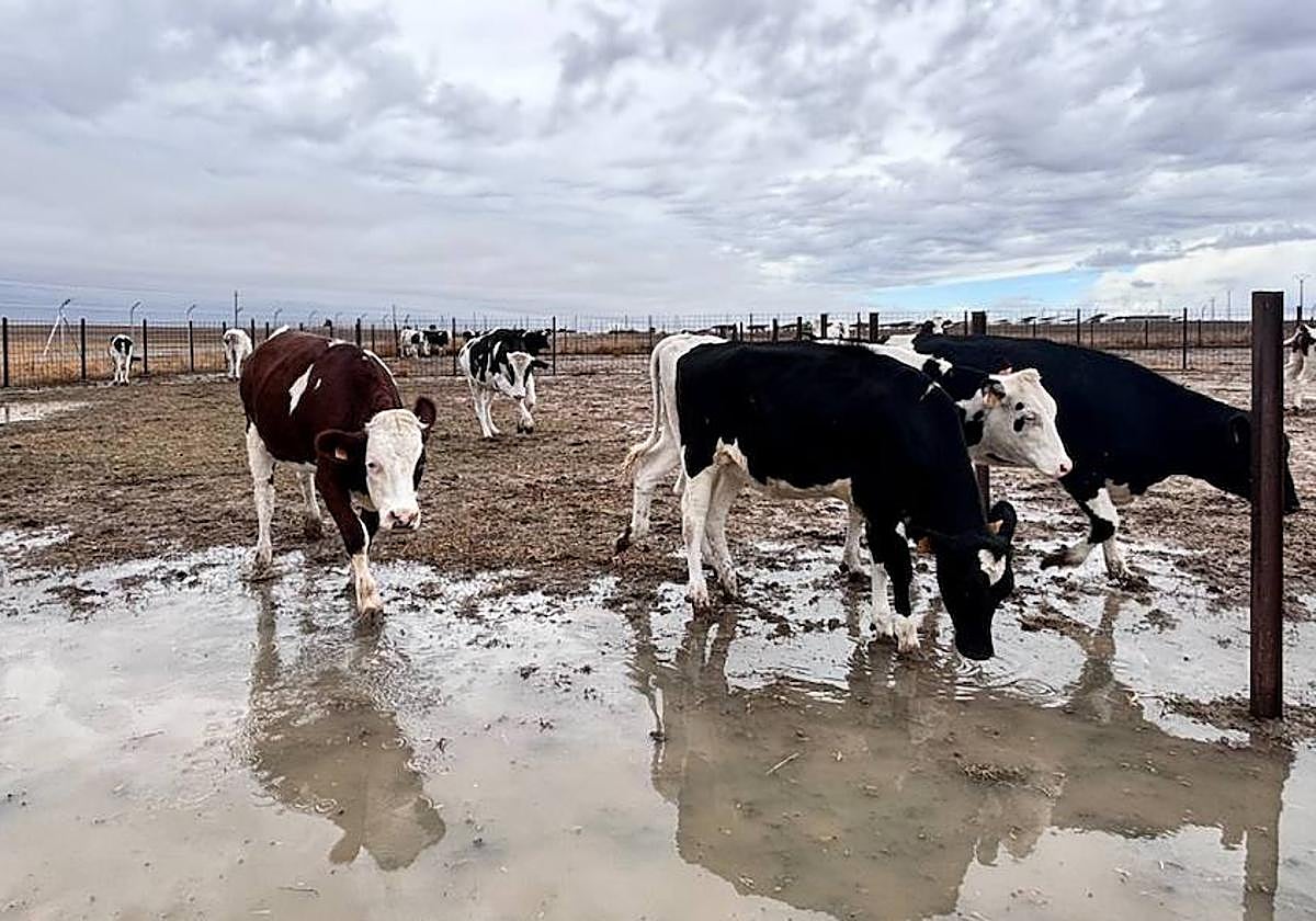 Vacas de leche tras unas lluvias.
