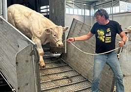 A tope en Salamaq: unos animales se resisten más a entrar que otros