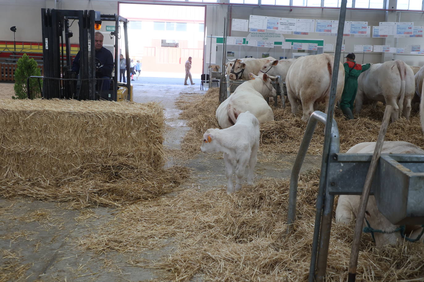 Las mejores imágenes del primer día de Salamaq 2025