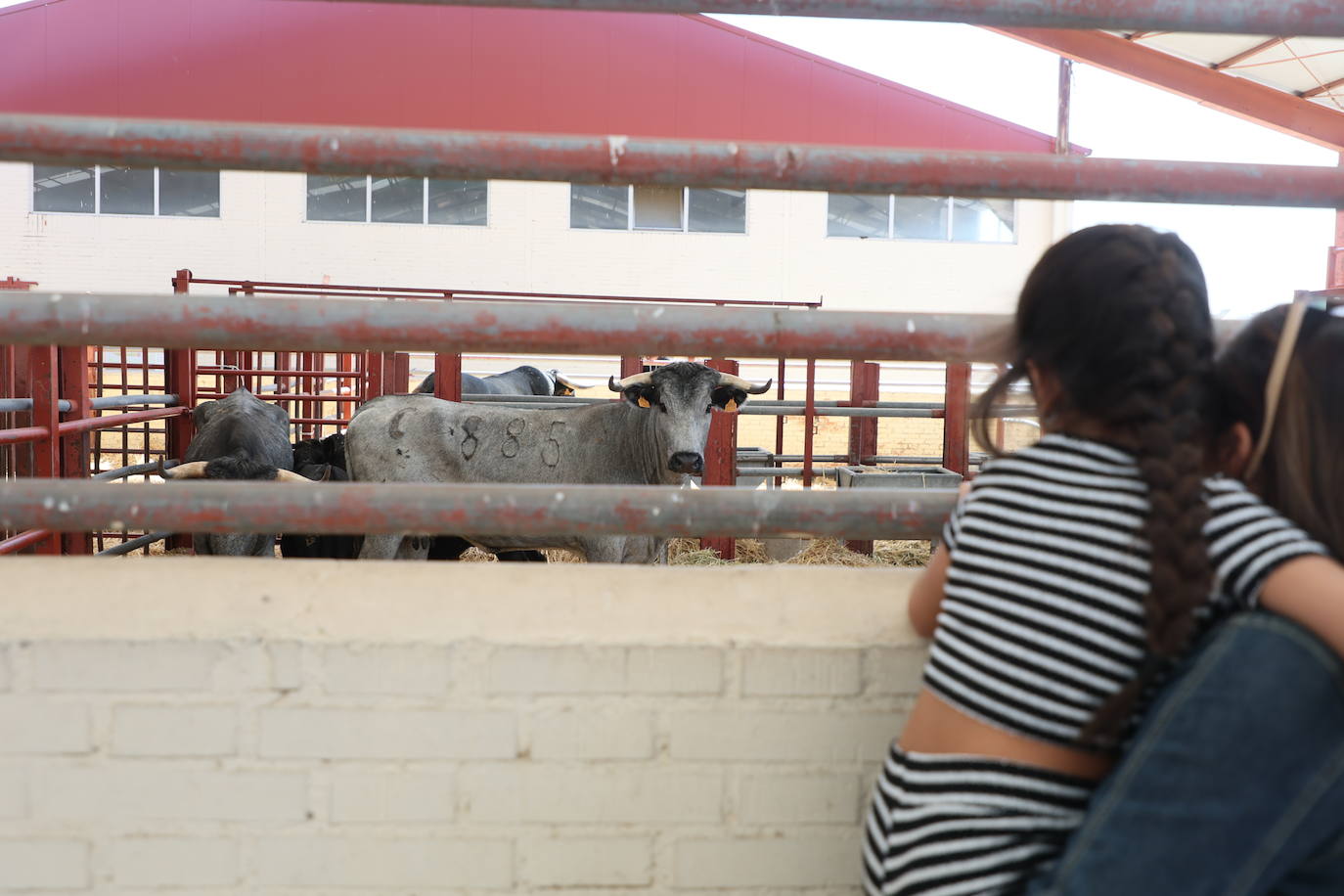 Las mejores imágenes del primer día de Salamaq 2025