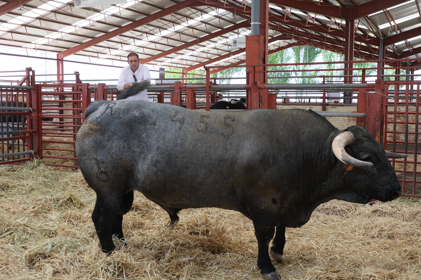Las mejores imágenes del segundo día de Salamaq 2025