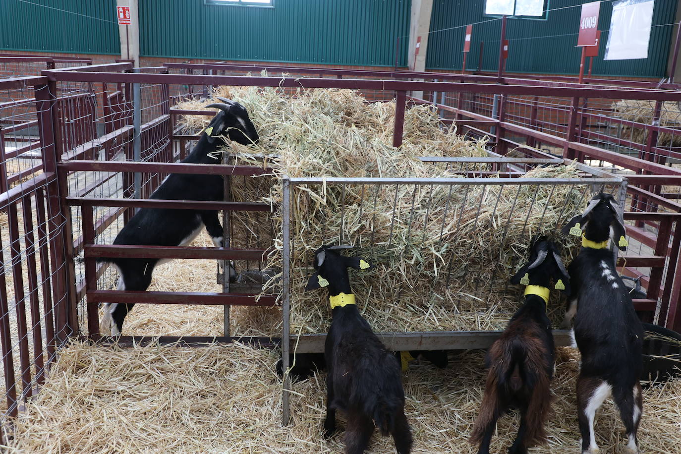 Las mejores imágenes del segundo día de Salamaq 2025