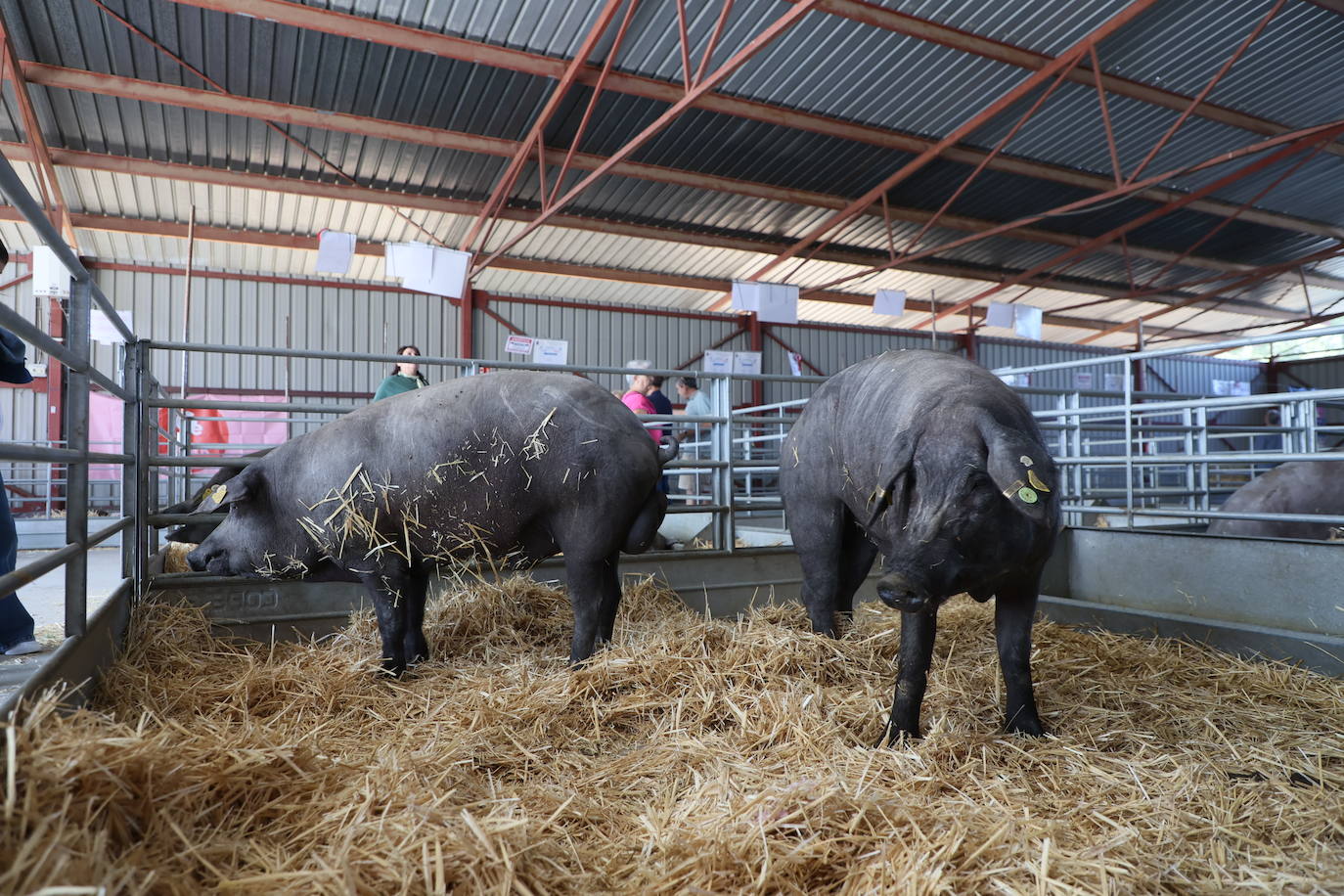 Las mejores imágenes del segundo día de Salamaq 2025