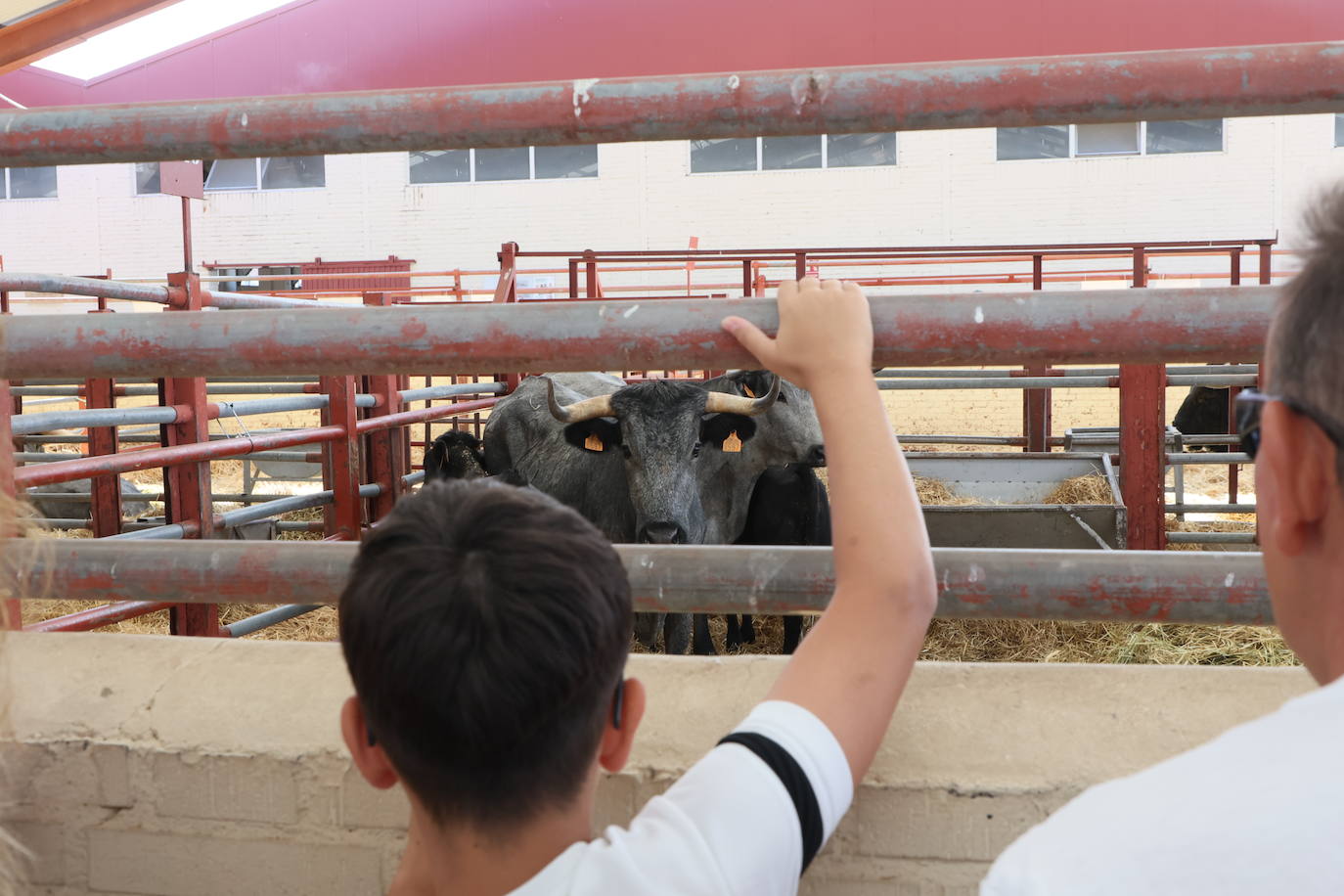 Las mejores imágenes del segundo día de Salamaq 2025