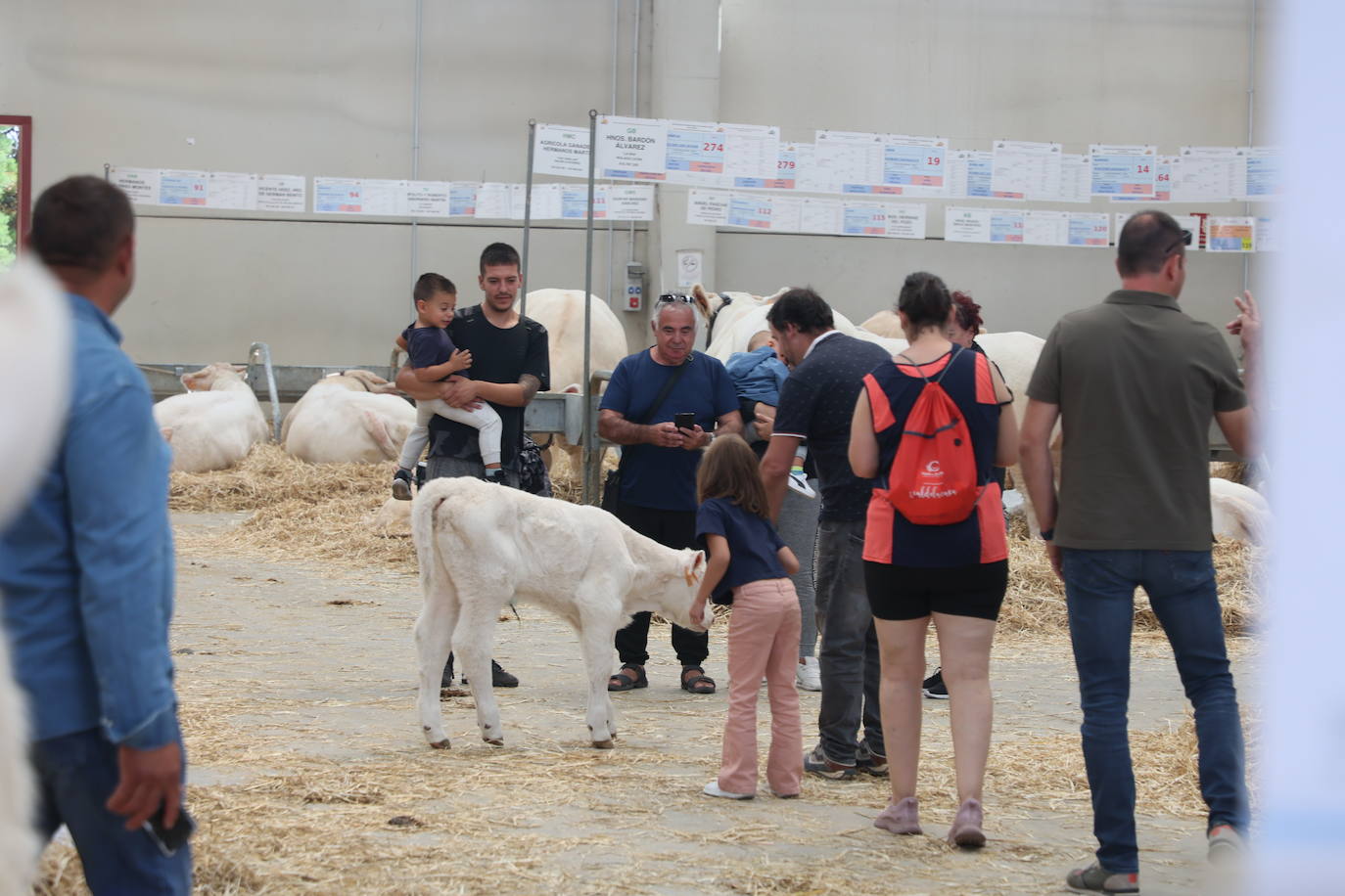 Pequeño ternero charolés, buscadisimo por los más pequeños.