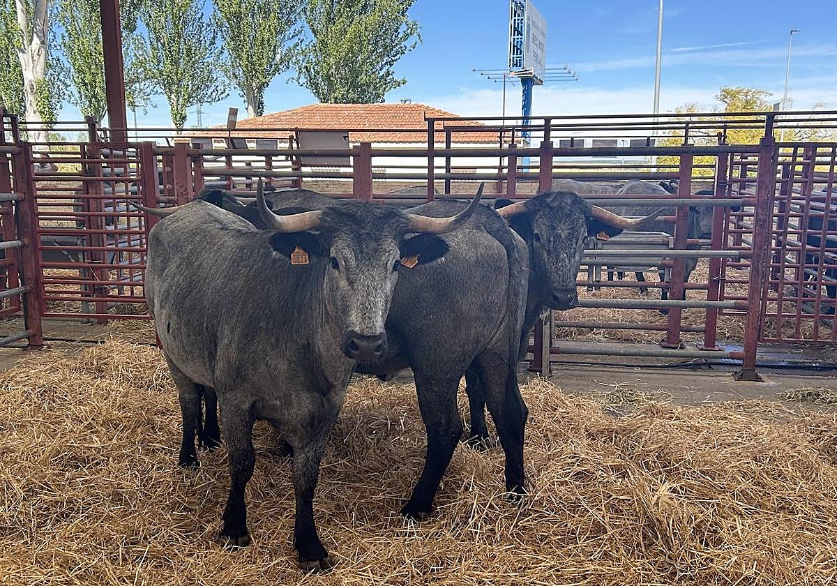 Moruchas agrupadas al llegar a la Feria para protegerse.
