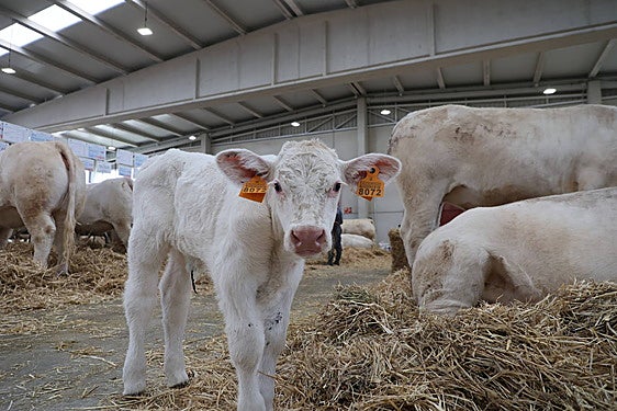 La ternerita, ayer, protegida entre las vacas y a la vista de su madre cuando acababa de abrir sus puertas el recinto.