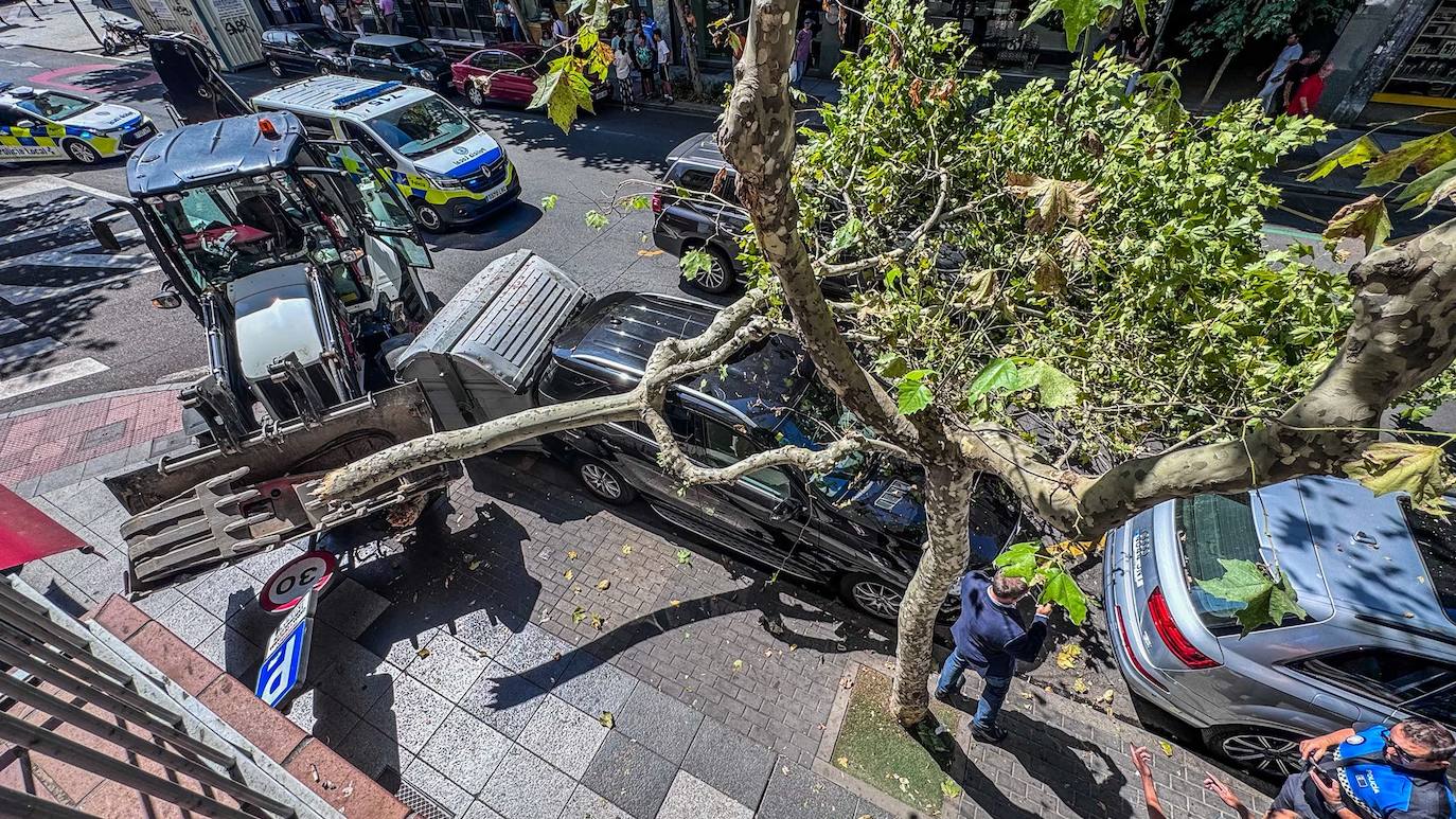 Imagen principal - Susto en Torres Villarroel: un coche queda atrapado tras caerle encima un árbol