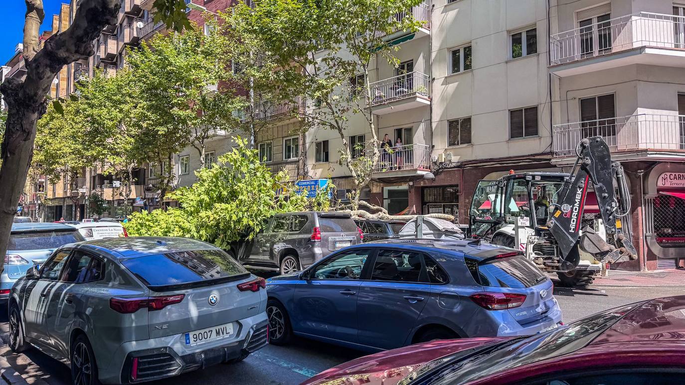 Imagen secundaria 2 - Susto en Torres Villarroel: un coche queda atrapado tras caerle encima un árbol