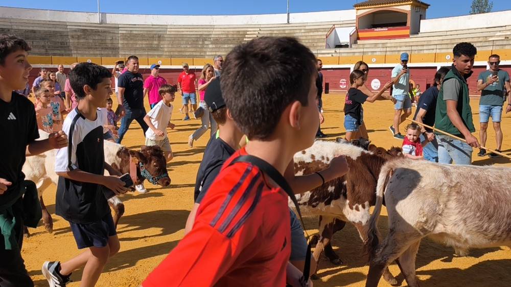 Entretenida mañana con los minibueyes en Macotera