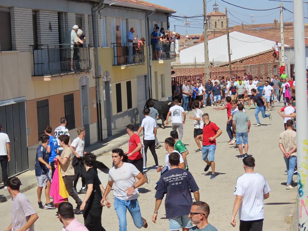 Un utrero de 540 kilos llena las calles de Macotera