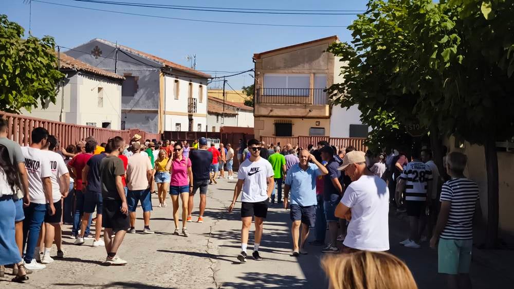 Un utrero de 540 kilos llena las calles de Macotera