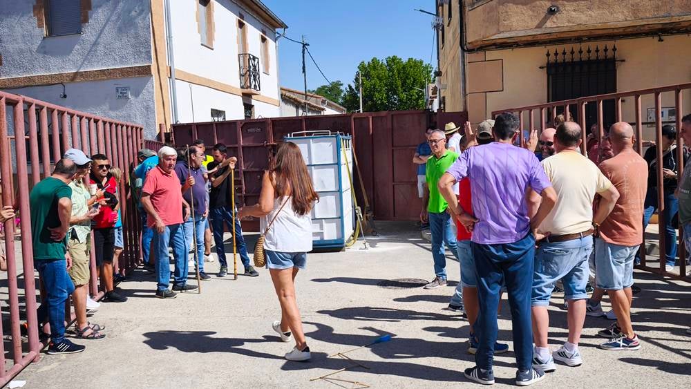 Un utrero de 540 kilos llena las calles de Macotera