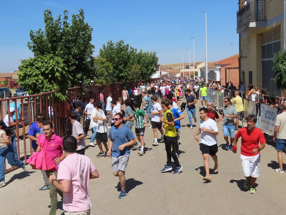 Un utrero de 540 kilos llena las calles de Macotera