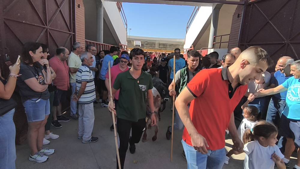 Entretenida mañana con los minibueyes en Macotera