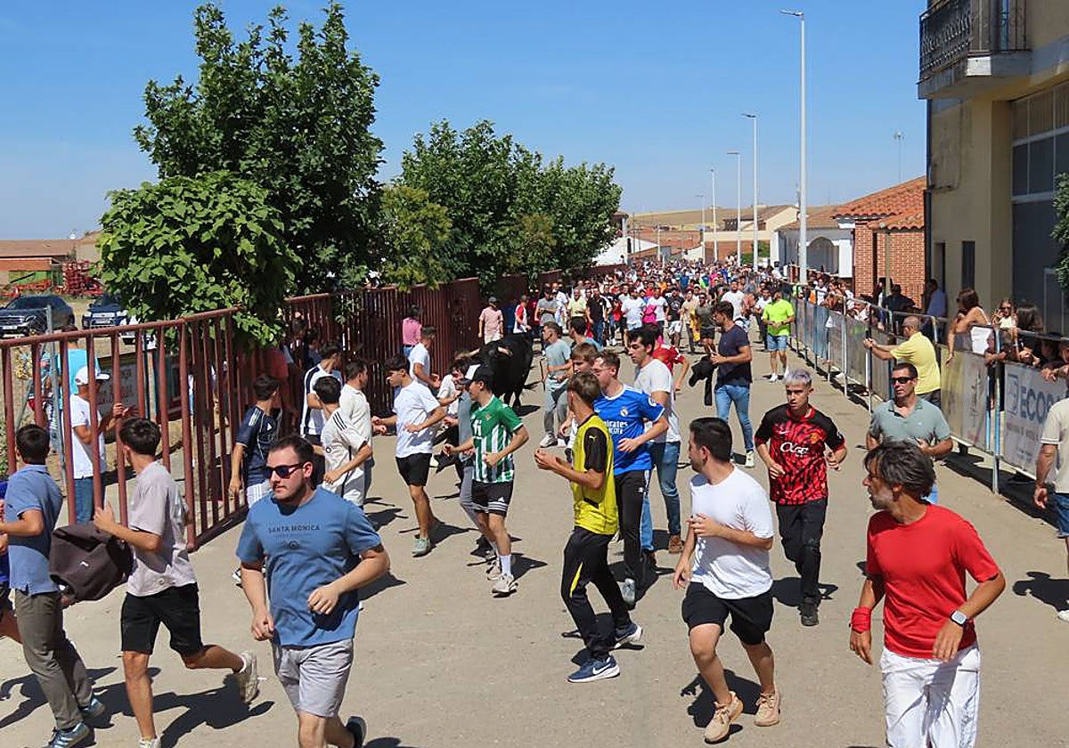 Un utrero de 540 kilos llena las calles de Macotera