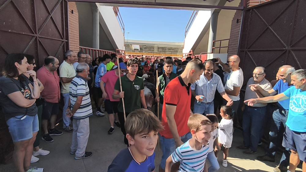 Entretenida mañana con los minibueyes en Macotera