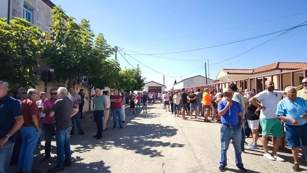 Un utrero de 540 kilos llena las calles de Macotera