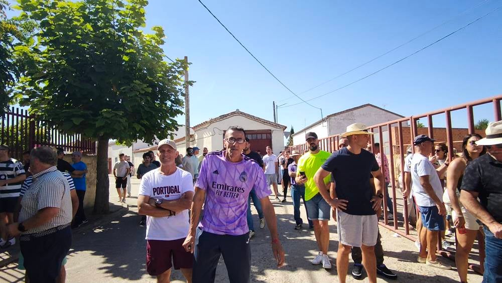 Un utrero de 540 kilos llena las calles de Macotera