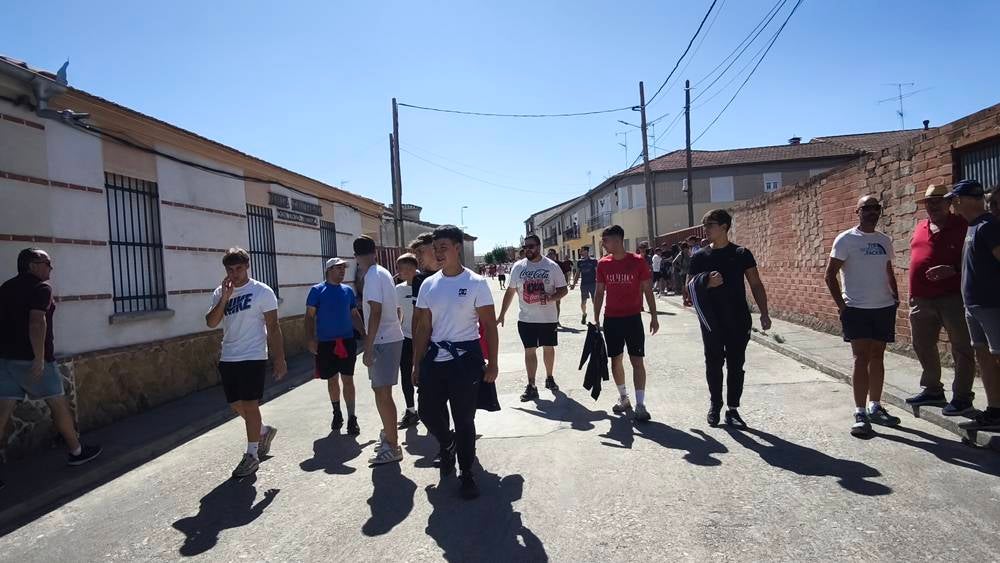 Un utrero de 540 kilos llena las calles de Macotera