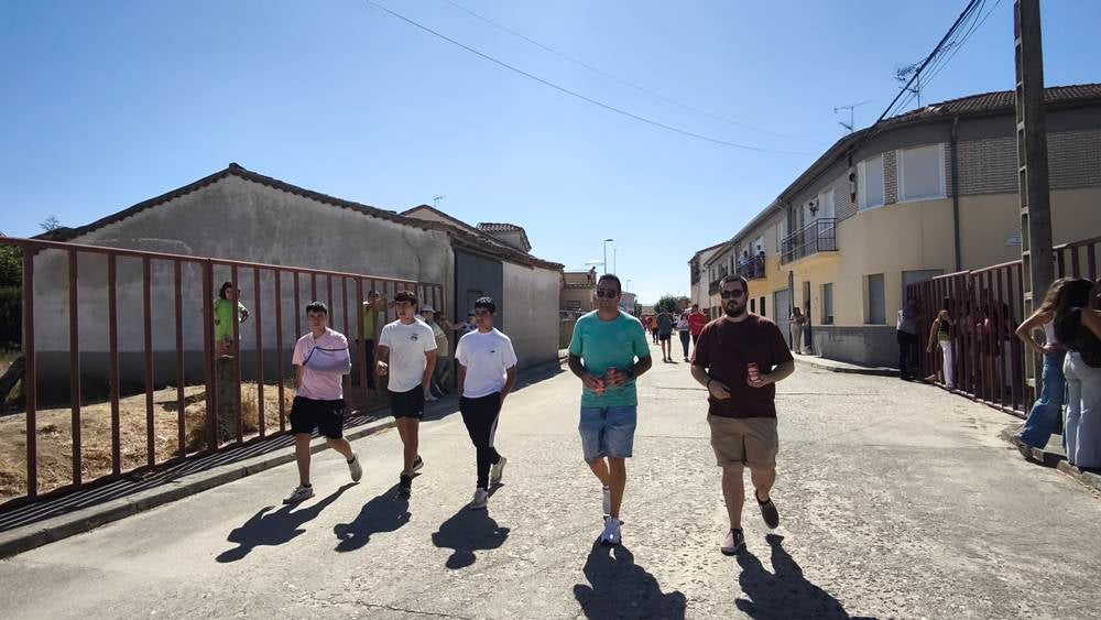 Un utrero de 540 kilos llena las calles de Macotera