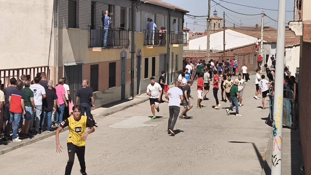 Un utrero de 540 kilos llena las calles de Macotera