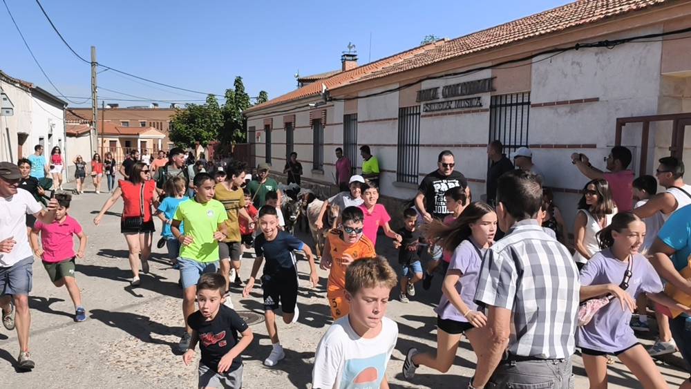 Entretenida mañana con los minibueyes en Macotera