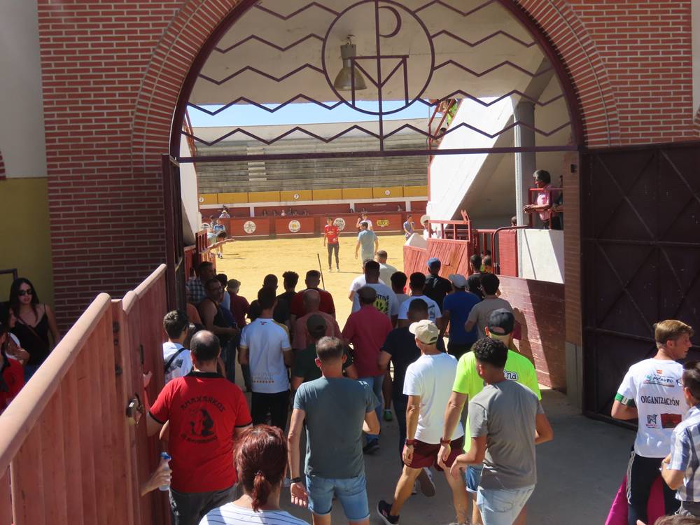 Un utrero de 540 kilos llena las calles de Macotera