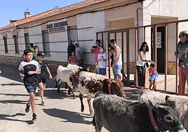 Minibueyes en Macotera.