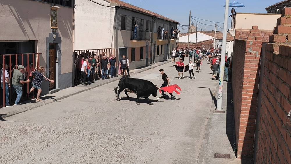 Un utrero de 540 kilos llena las calles de Macotera