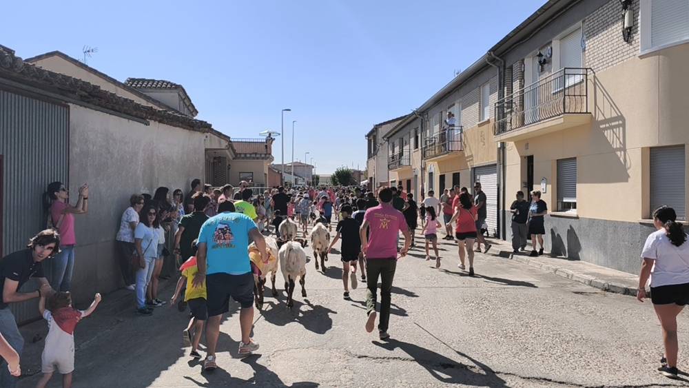 Entretenida mañana con los minibueyes en Macotera