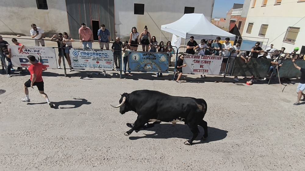 Un utrero de 540 kilos llena las calles de Macotera