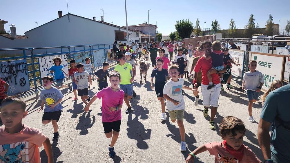 Entretenida mañana con los minibueyes en Macotera