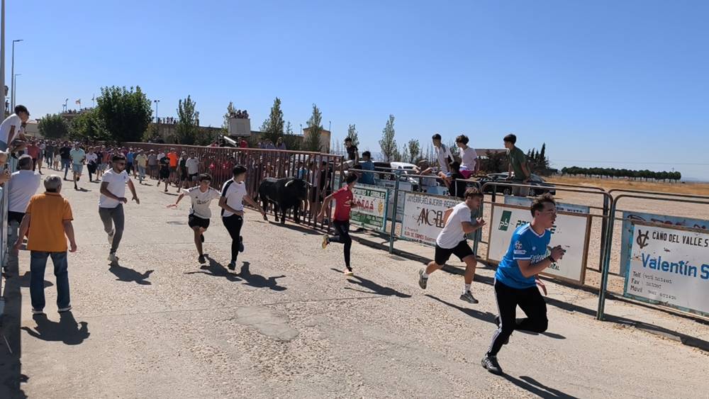 Un utrero de 540 kilos llena las calles de Macotera