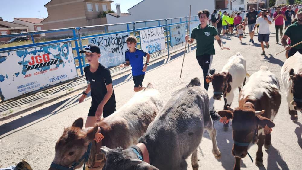 Entretenida mañana con los minibueyes en Macotera