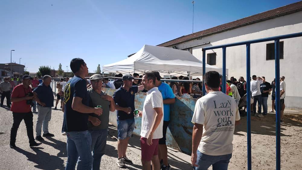 Entretenida mañana con los minibueyes en Macotera