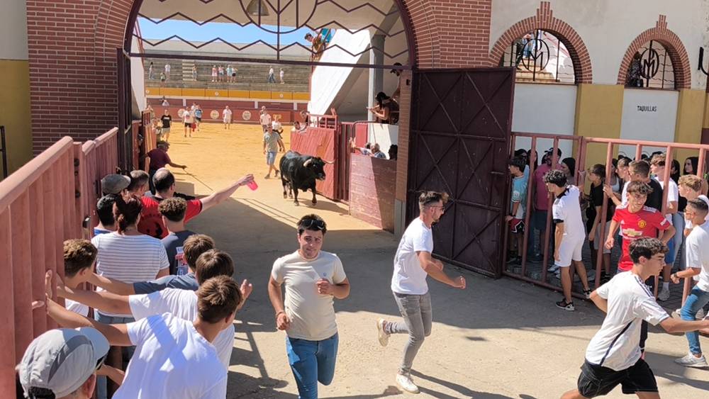 Un utrero de 540 kilos llena las calles de Macotera