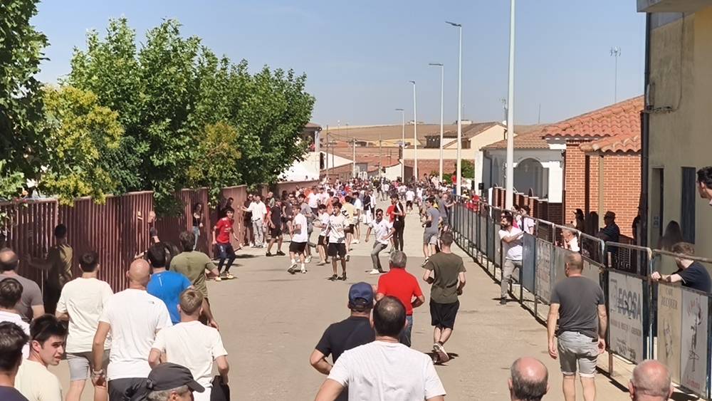 Un utrero de 540 kilos llena las calles de Macotera