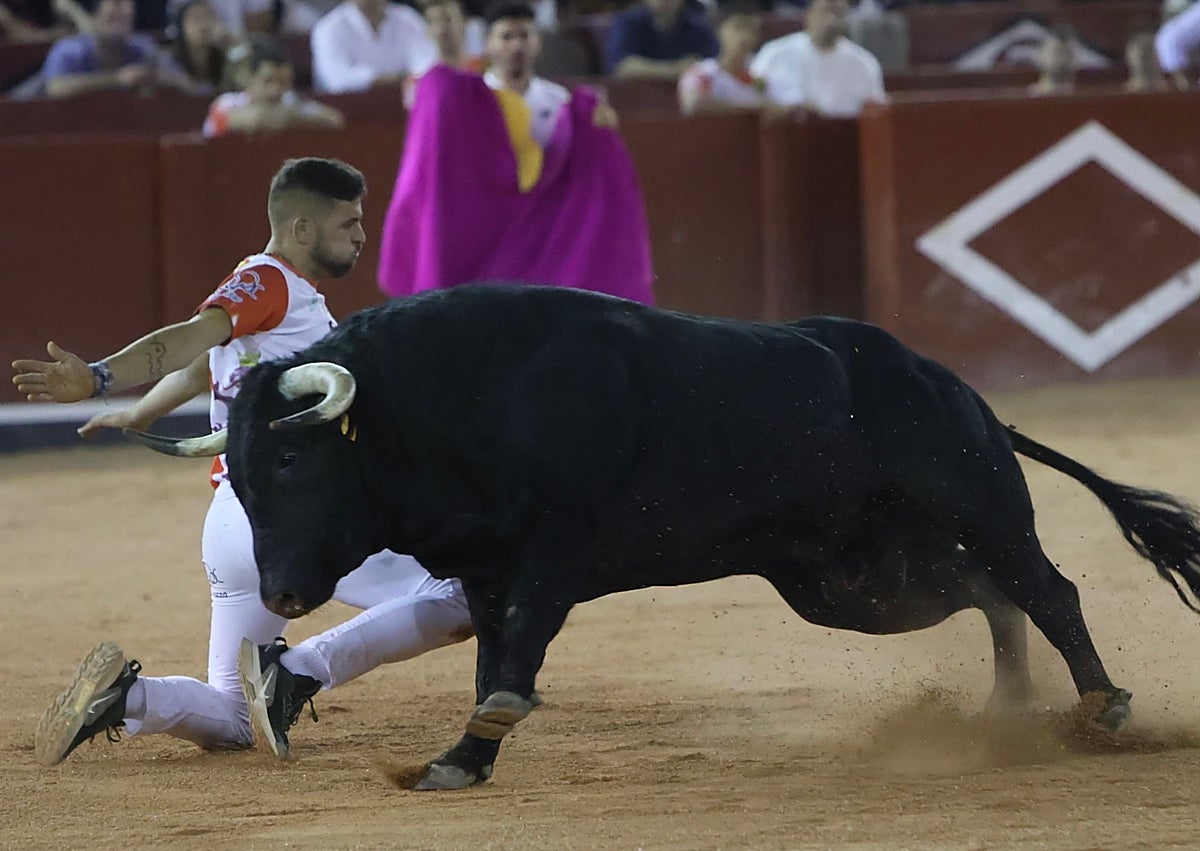 Imagen secundaria 1 - En la primera imagen, un ajustado recorte de Dani Alonso, el triunfador de la noche. De rodillas, el mirobrigense Pipe Martín, en un quiebro de rodillas. Un espectacular salto de espaldas con tirabuzón de Said Embeyrik al novillo de la final. Los tres se disputaron el trofeo en el último toro y dividieron las opiniones del respetable.