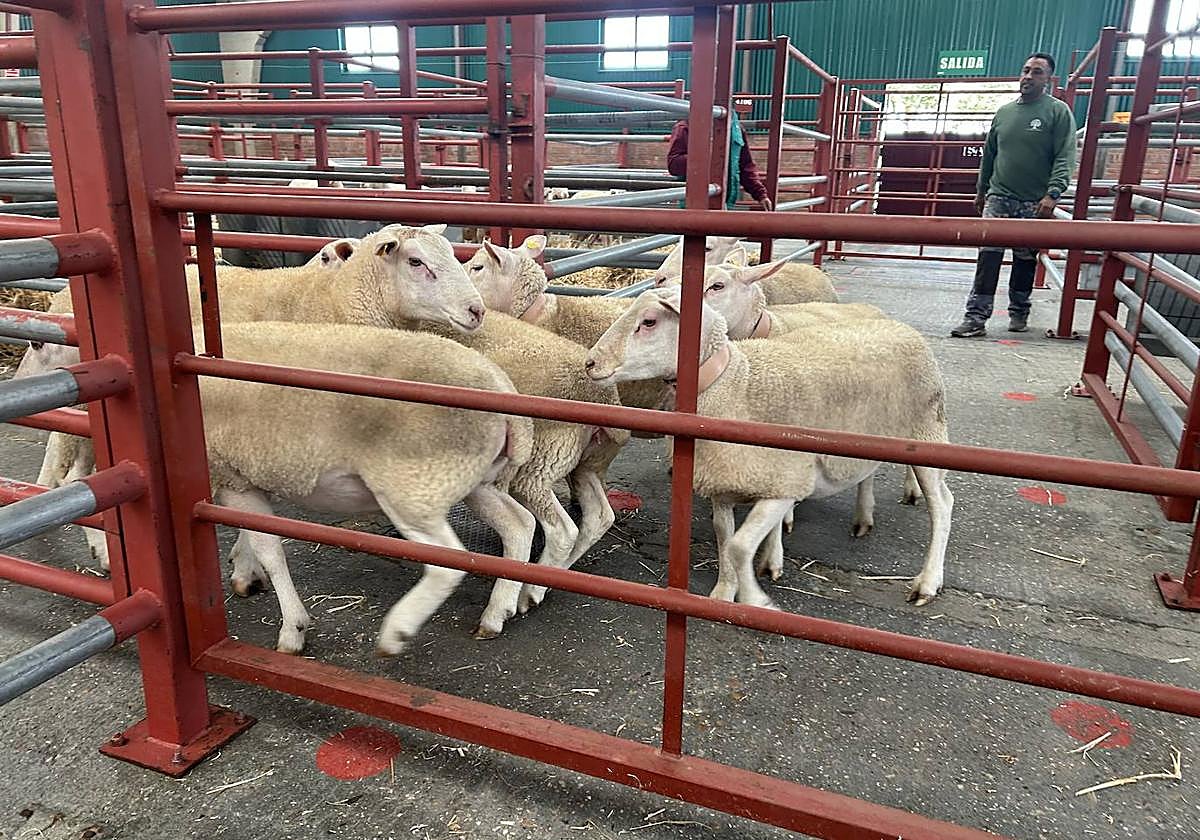 Francisco Benito, con sus ovejas berrichon du cher en 'Salamaq'.