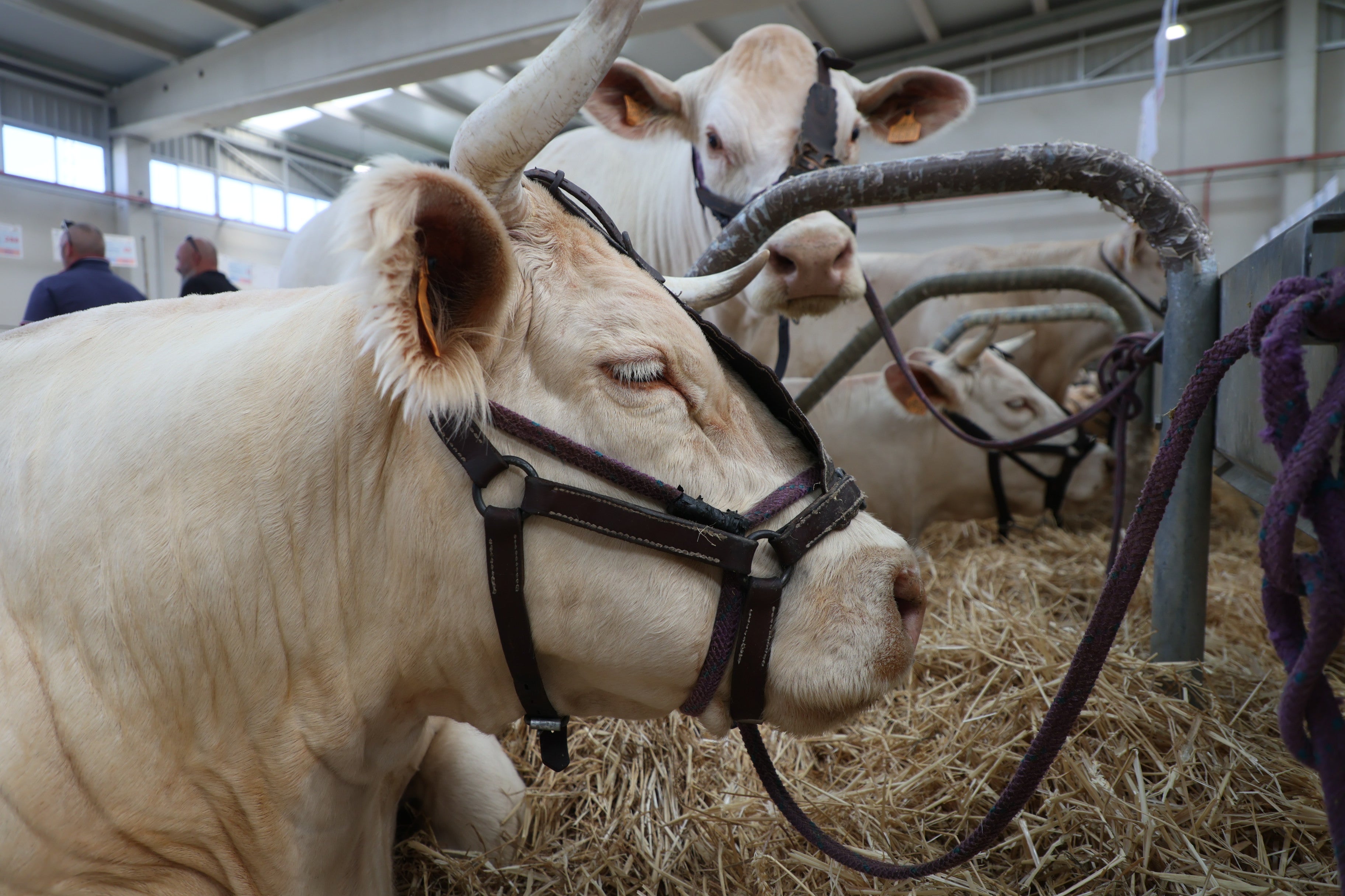 Las mejores imágenes del tercer día de Salamaq 2025