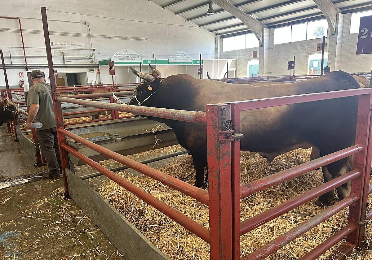 Chaval, en la nave de razas autóctonas.