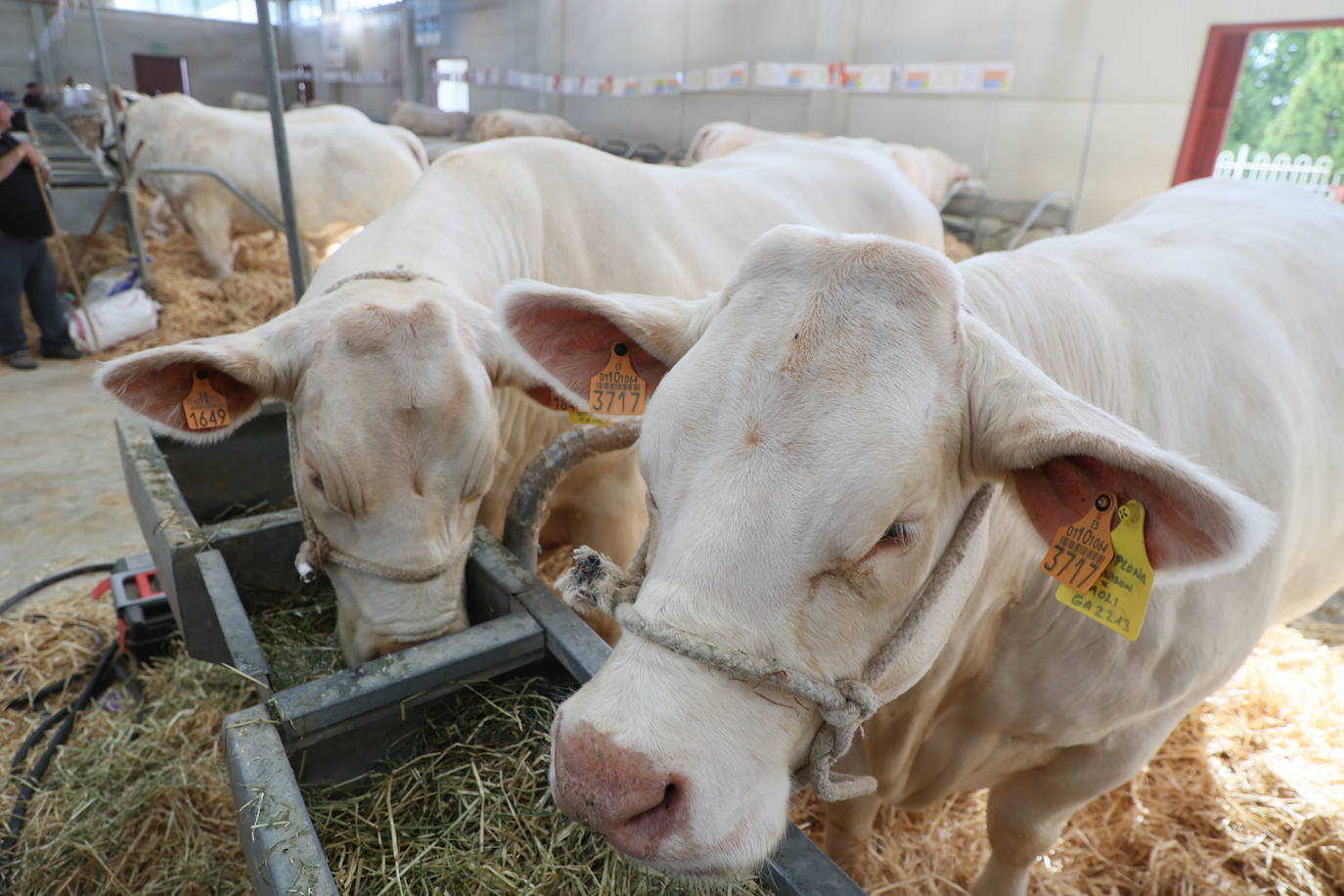 Dos charolés sin cuernos comen en un abrevadero. Se aprecia que lo pueden hacer de una manera más cómoda al no tener cuernos.
