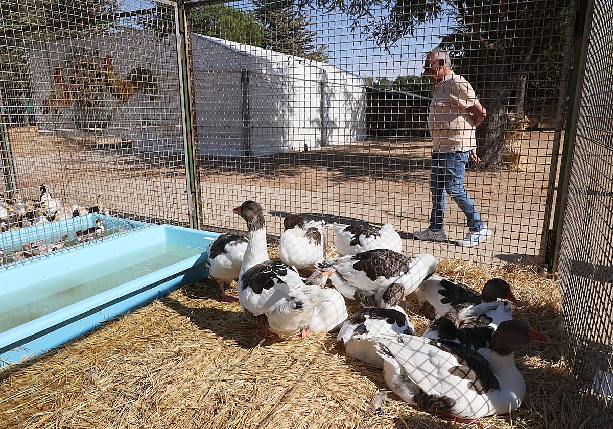 Ocas gigantes, una de las principales novedades que ofrece la nave de aviar este año en 'Salamaq', una especie mucho menos productiva que las de estirpe china o alemana, pero también menos nerviosa y más manejable.